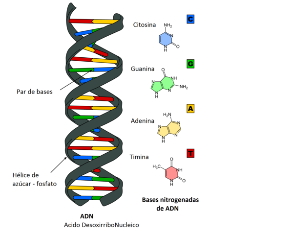 Estructura ADN