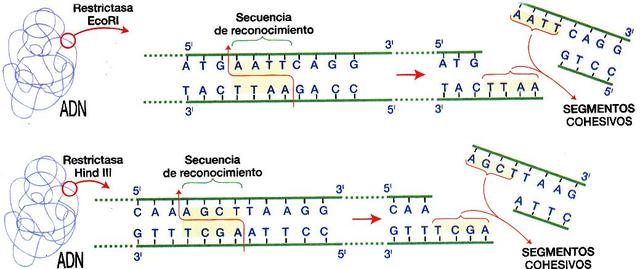 Nuevos descubrimientos