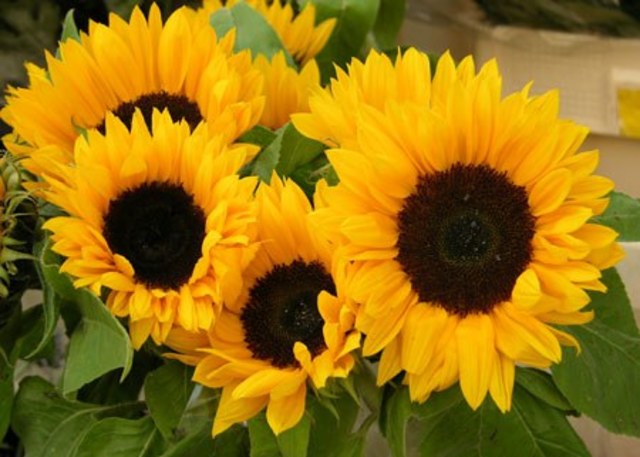 Historia de Honduras