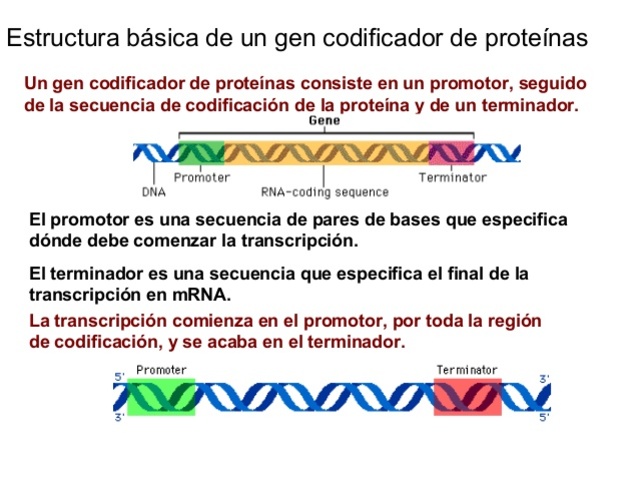 Codificadores de proteína