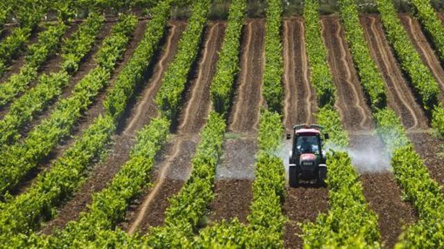 Plantaciones forestales