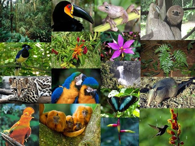 Informarse y concienciarse sobre la extinción de animales