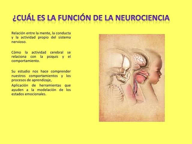 Miller. La Neurociencia del desarrollo