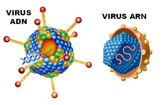 Virus del ARN