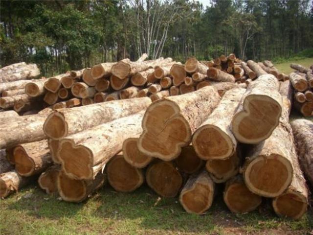 Exports of timber, fish and grain fell sharply