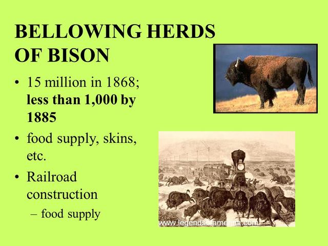 Vhs summer course ch 5.3 bellowing  herds of Bisbon