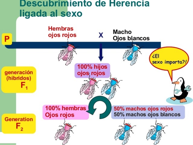 Nacimiento de la herencia