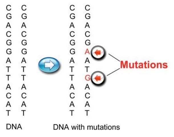 Mutaciones en los genes