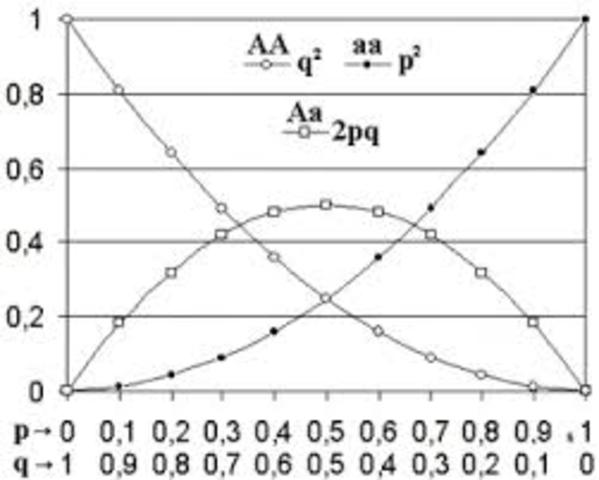 Principio de Hardweinbergs
