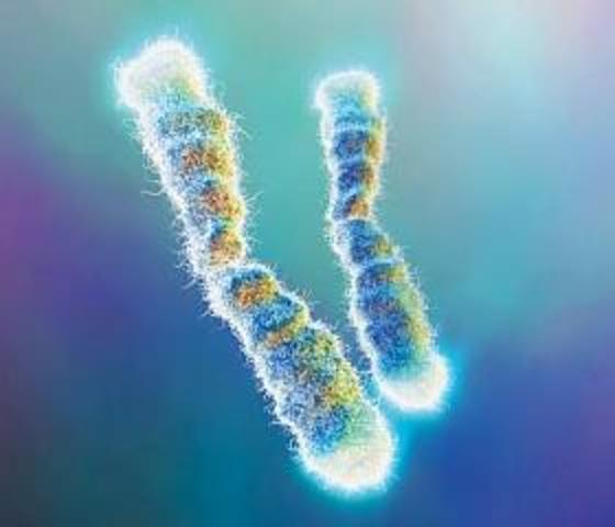 Experimentos de hibridacion