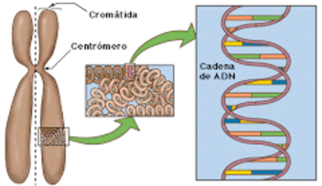 Genes residen en los cromosomas