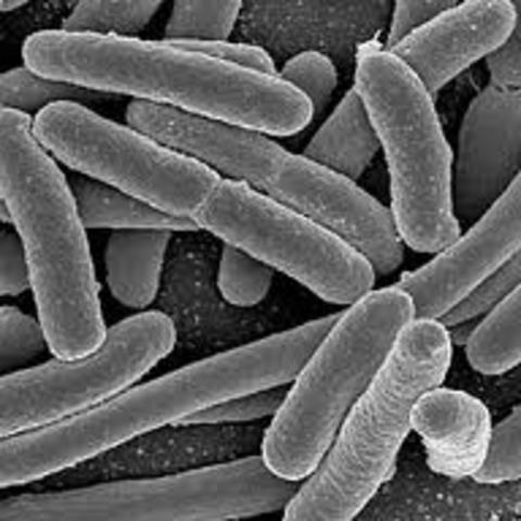 Bacterias muertas a bacterias vivas