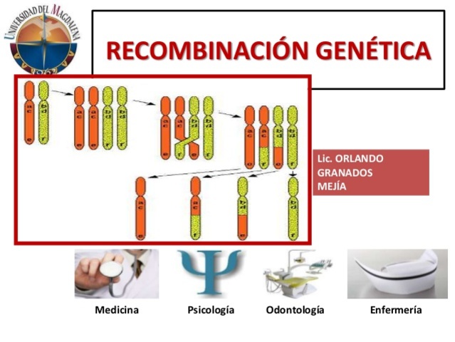 Recombinación genetica