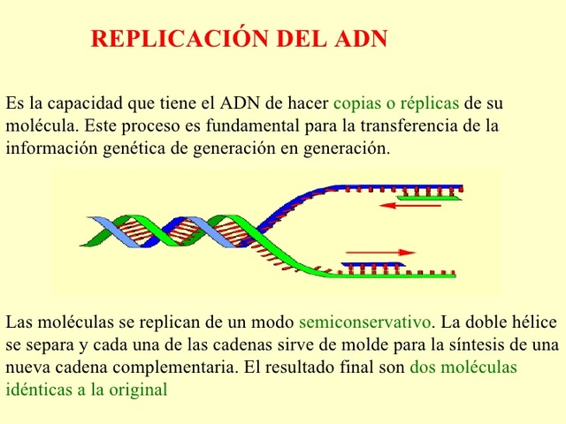 El ADN se replica de modo semiconservador