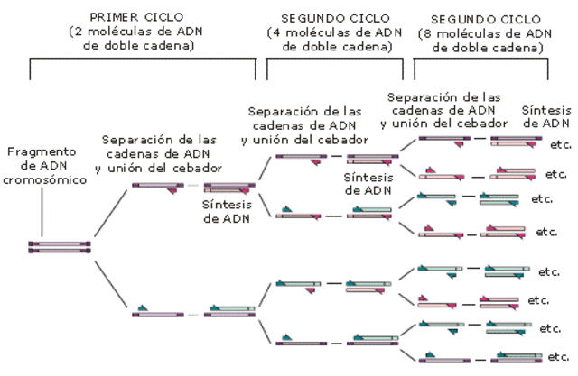 Reaccion en caden de la polimerasa