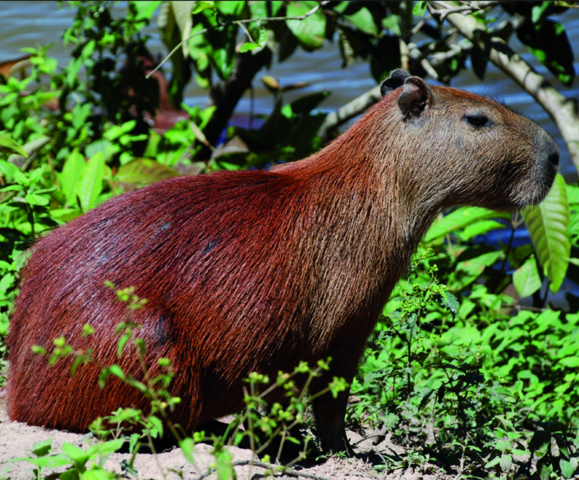 Gatronomia, Flora y Fauna