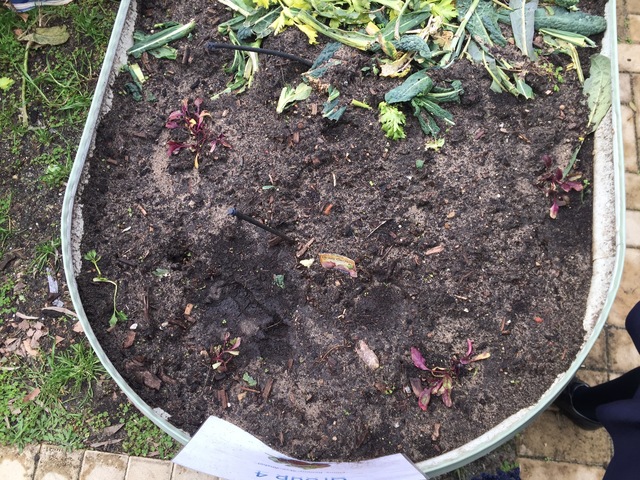 week 1 observation - Beetroot
