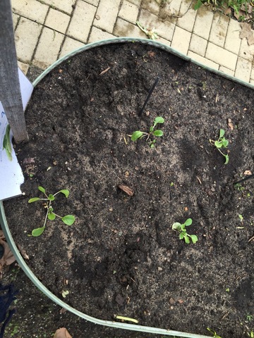 Week 1 observation - bok choy