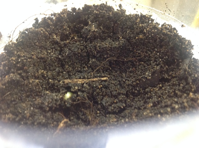 bok choy and beetroot