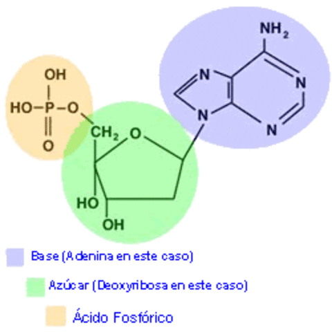Proporciones del nucleotdo