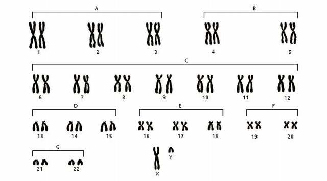 Número de cromosomas
