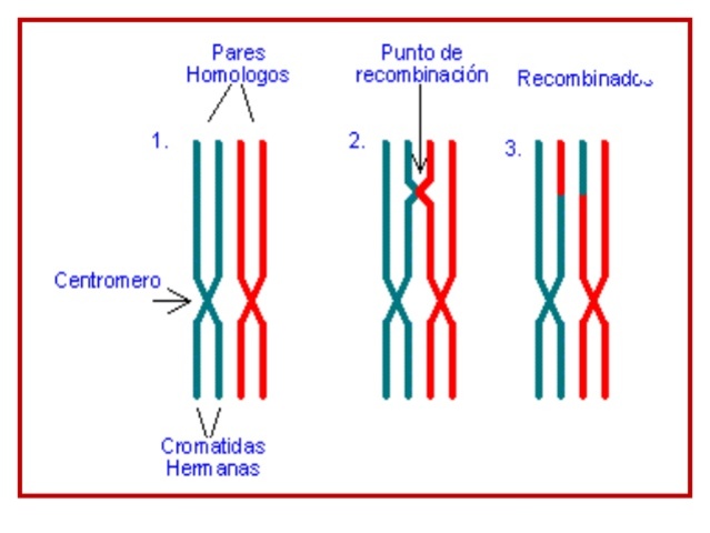 Proteina CFTR