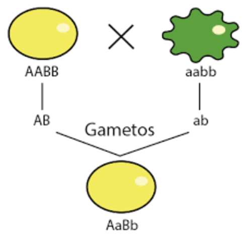 Tercera Ley De Mendel