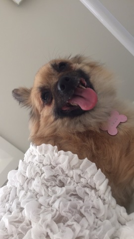 Adoption of LULU the best dog in the world