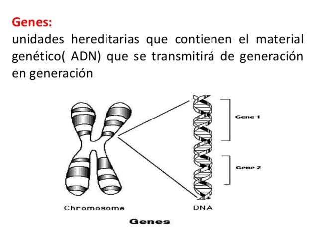 UNIDADES HEREDITARIAS