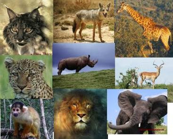 ANIMALES TERRESTRES EN PELIGRO DE EXTINCIÓN
