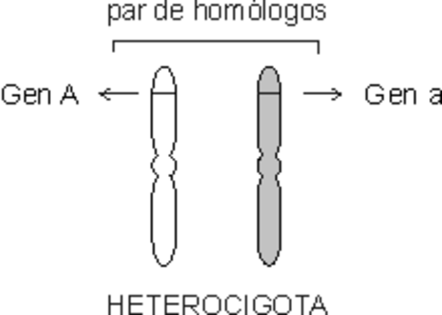 HETEROCIGOTO