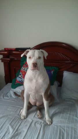 La Llegada De Brandy