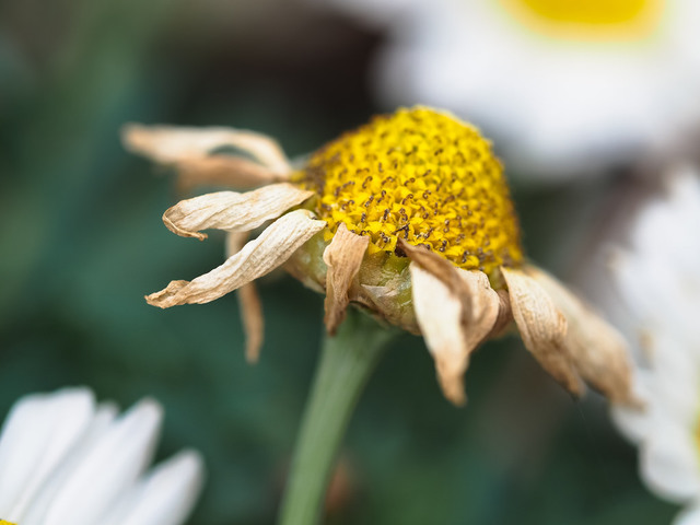 Tyler's Final Moments