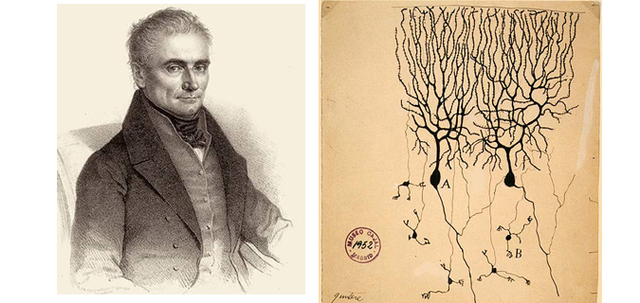 Jan Evangelista Purkinje