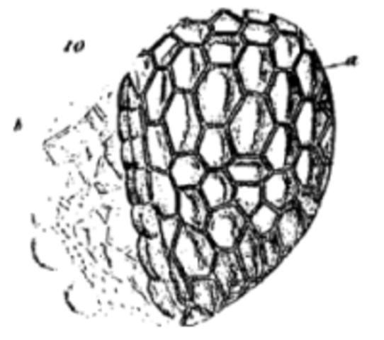 H. Milne-Edwards y F. V. Raspail,