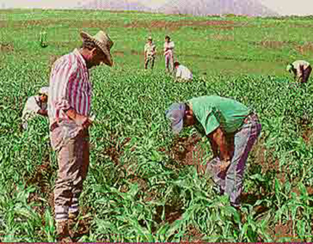 Jan 1, 1995 Segunda etapa de Procampo