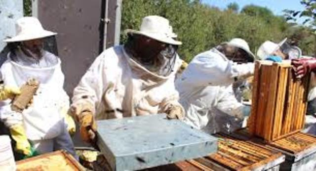 practica de sacar miel