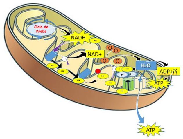 ¿donde sucede el ciclo de Kreps?