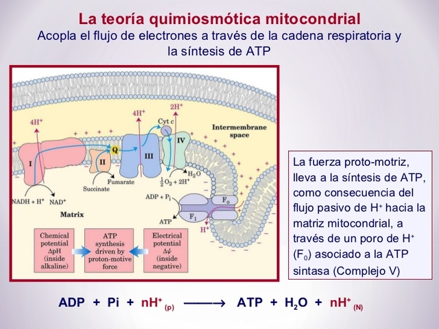 Teoría quimiosmótica
