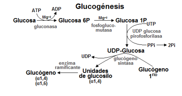 Proceso de gluconeogénesis.