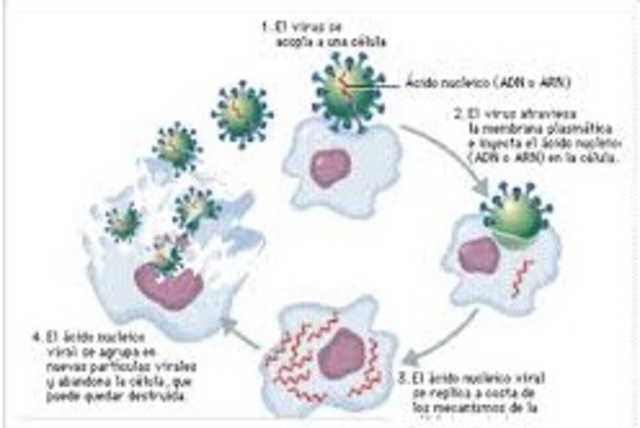 Control genético de las enzimas y la síntesis de virus.