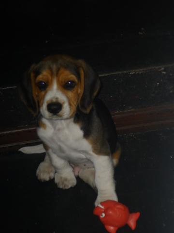 Cuando llego mi perro