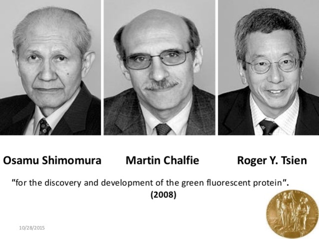 Descubrimiento y desarrollo de la proteina verde fluorescente (GFP)