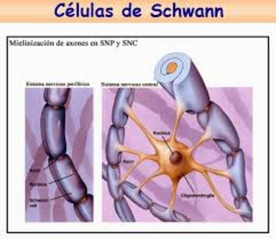 Santorio Sanctorius y transpiración insensible