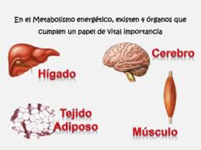 Estudios metabólicos Actuales