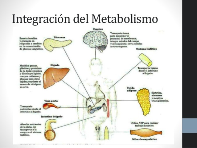 Importancia del Metabolismo