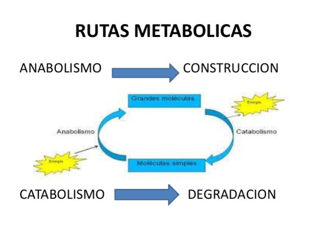 Fases del Metabolismo