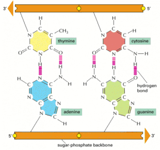 Tercera Regla de Chargaff.