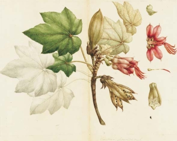 Instauración de la botánica como ciencia