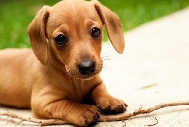 Tuve un perro salchicha